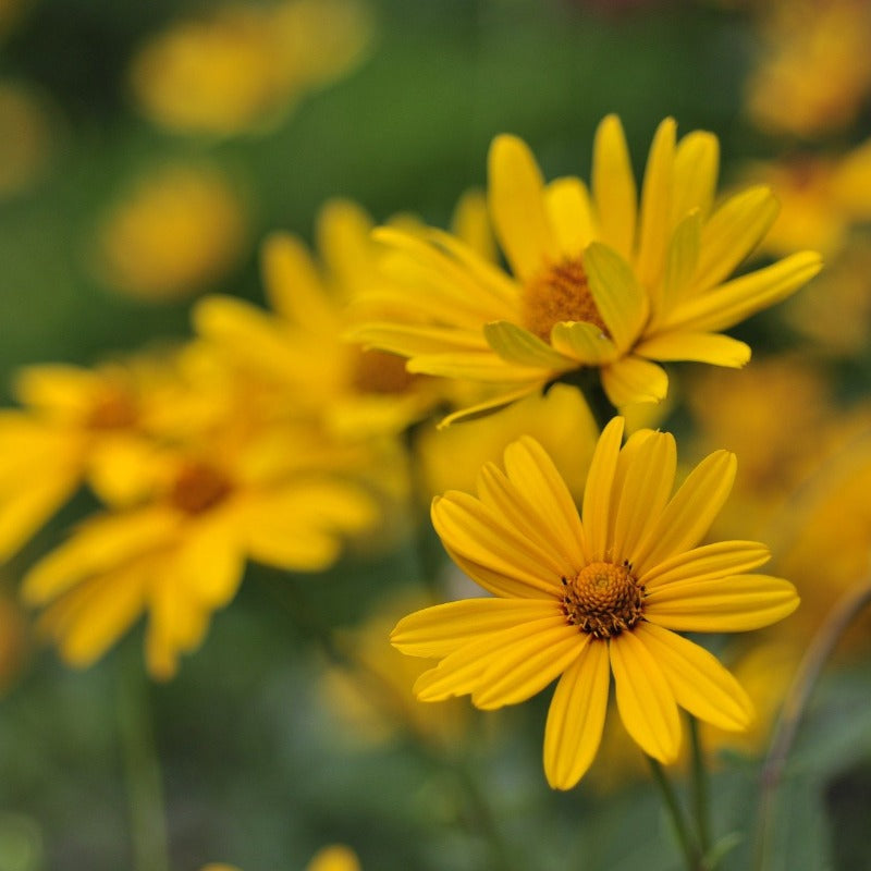 oxeye flower - Gardening Plants And Flowers