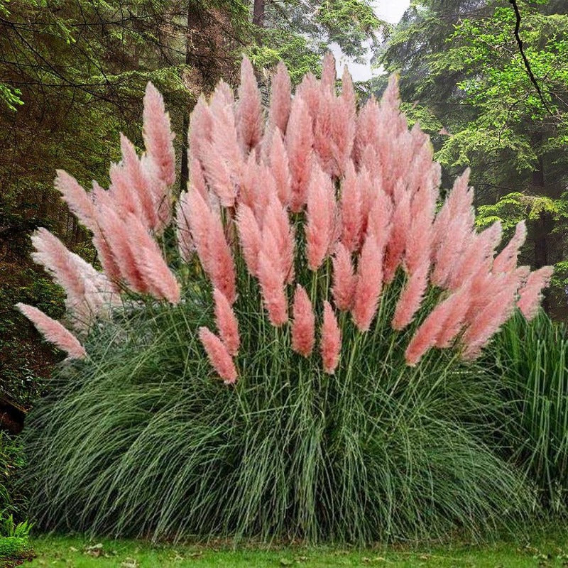 Small Pampas Grass - Light Pink (15 stems) – For Love Of Pampas