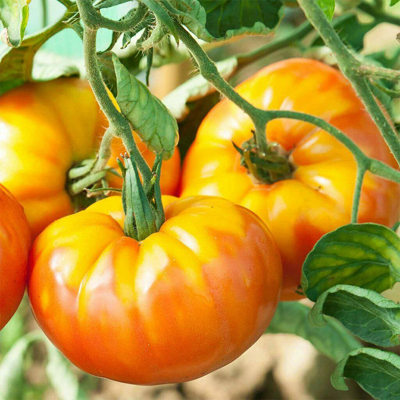 ripe pineapple tomatoes in the garden, hanging from the vines of tomato plant
