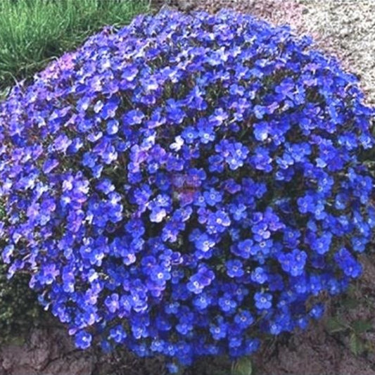 blue rock cress seeds - Gardening Plants And Flowers