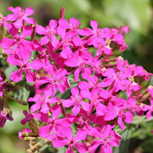 Load image into Gallery viewer, silene pendula - Gardening Plants And Flowers
