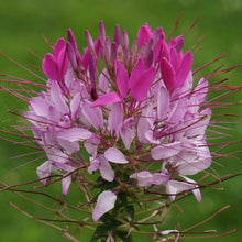 Load image into Gallery viewer, cleome hassleriana - Gardening Plants And Flowers