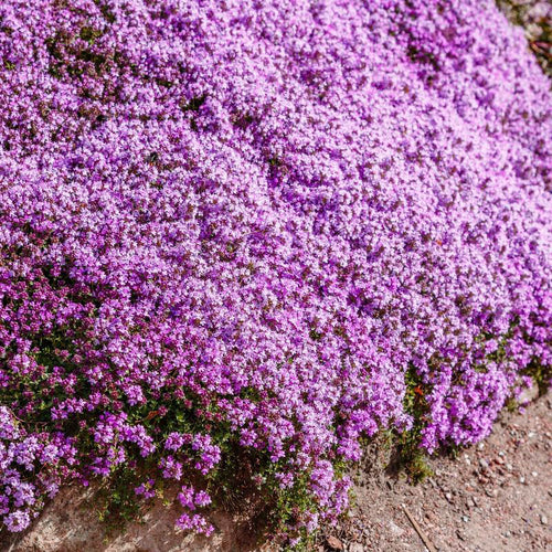 thyme seeds - Gardening Plants And Flowers