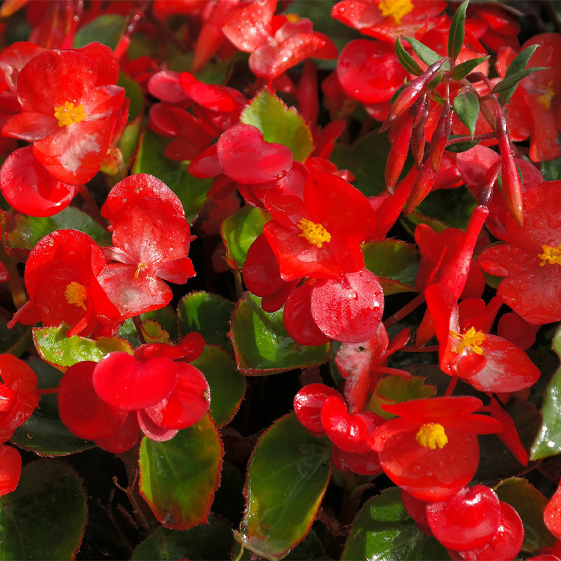 begonia seeds from plants Red Begonia Semperflorens Seeds