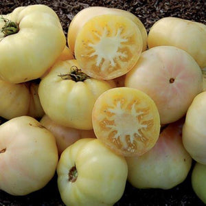 tomato seeds - Gardening Plants And Flowers