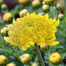 Load image into Gallery viewer, yellow aster - Gardening Plants And Flowers