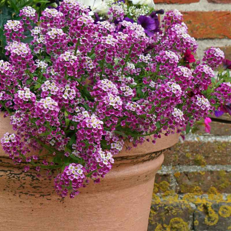 How To Grow Alyssum From Seed