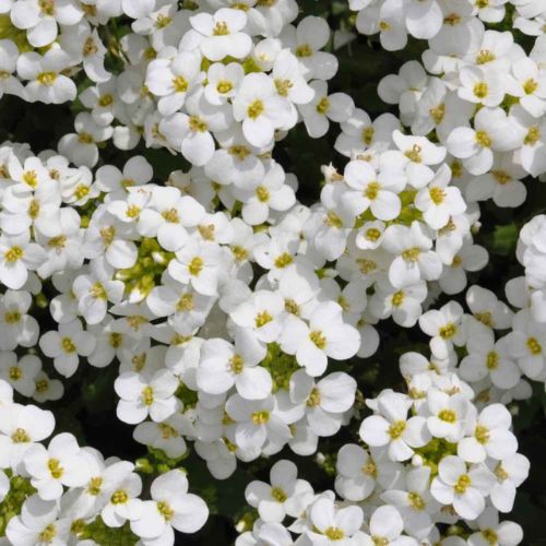 How To Grow Arabis Rock Cress From Seed