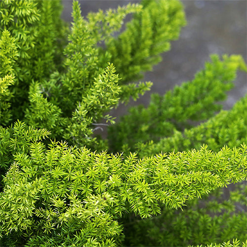 How To Grow Asparagus Fern From Seeds