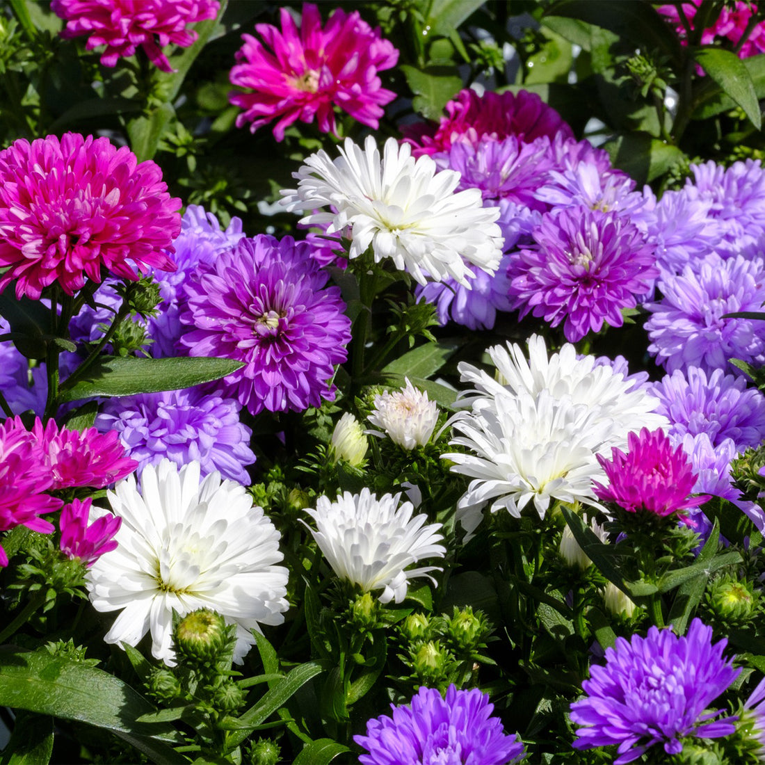 How To Grow Asters From Seed