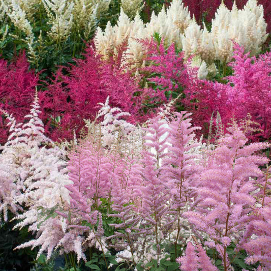 How To Grow Astilbe From Seed