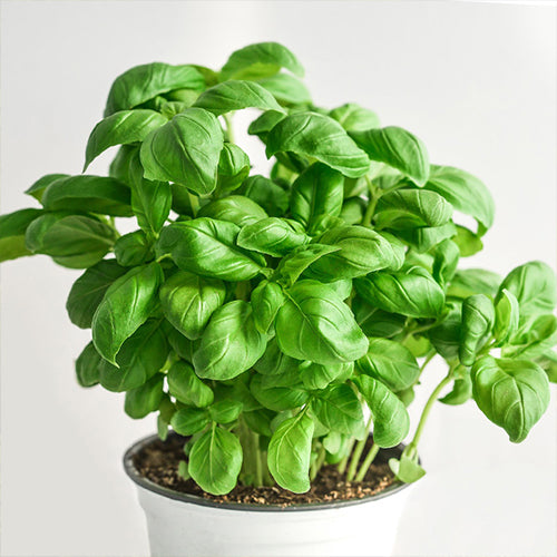 How To Grow Basil From Seeds