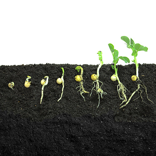 How To Get 100% Seed Germination Rate