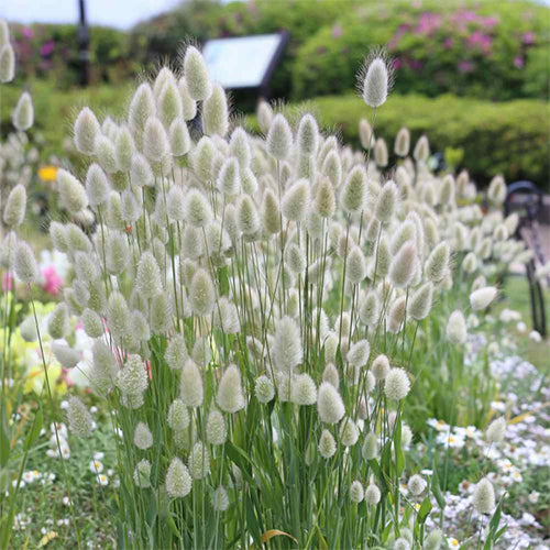 How To Grow Bunny Tails From Seeds