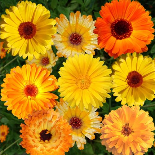 How To Grow Calendula From Seed