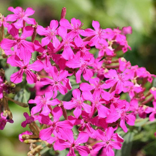 How To Grow Catchfly From Seeds