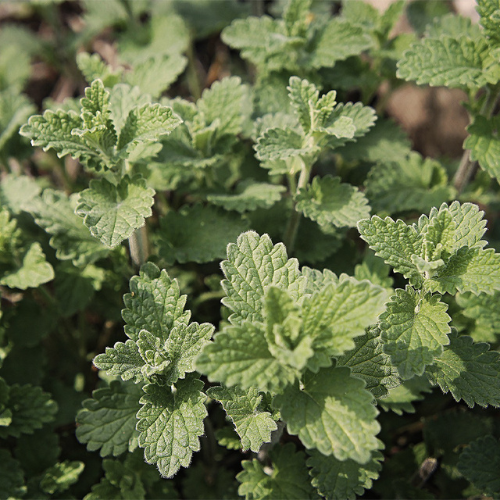 How To Grow Catnip From Seeds