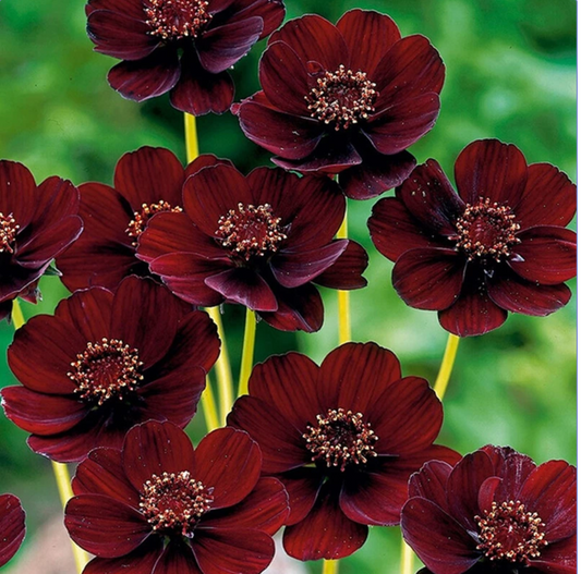 How To Grow Chocolate Cosmos From Seeds