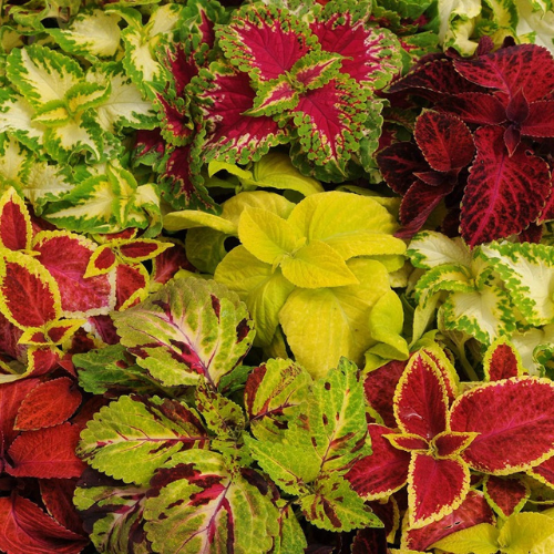 How To Grow Coleus From Seeds