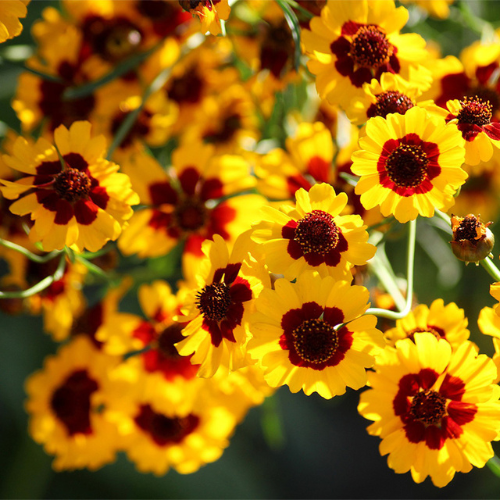 How To Grow Coreopsis From Seeds