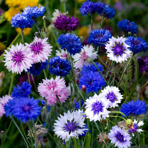 How To Grow Cornflower From Seeds