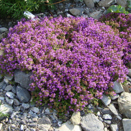 How To Grow Creeping Thyme From Seeds