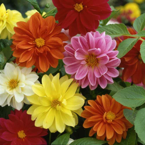How To Grow Dahlia From Seeds