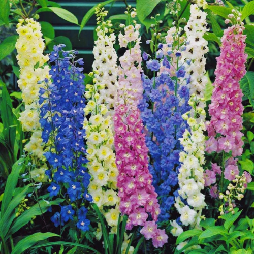 Delphiniums plant