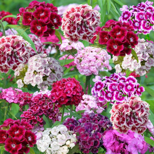 How To Grow Dianthus From Seeds