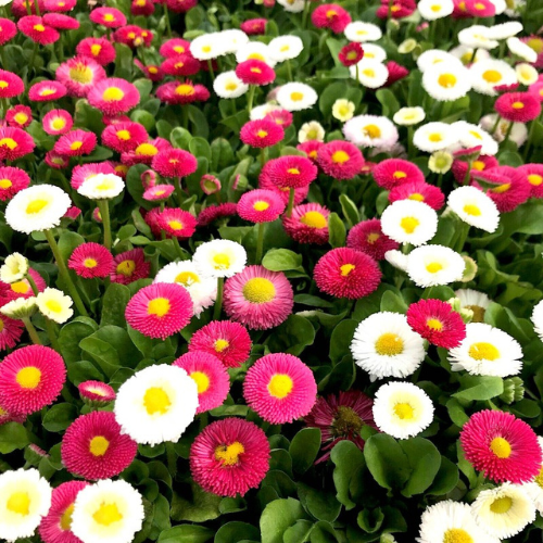 How To Grow English Daisy From Seeds