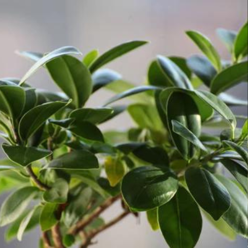 How To Grow Ficus Elastica Decora Plant From Seeds