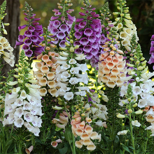 How To Grow Foxglove From Seeds