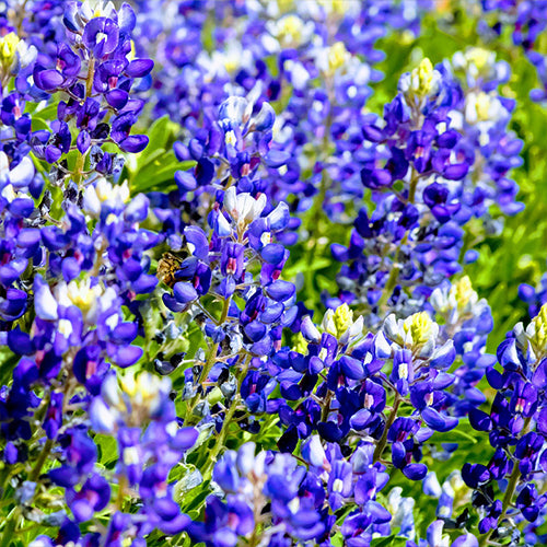 How To Grow Texas Bluebonnet From Seeds