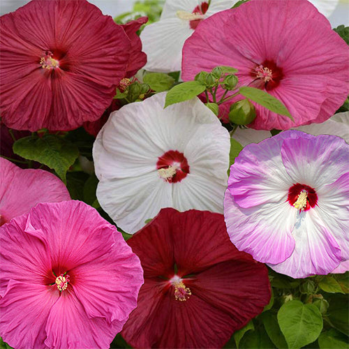 How To Grow Hibiscus From Seeds