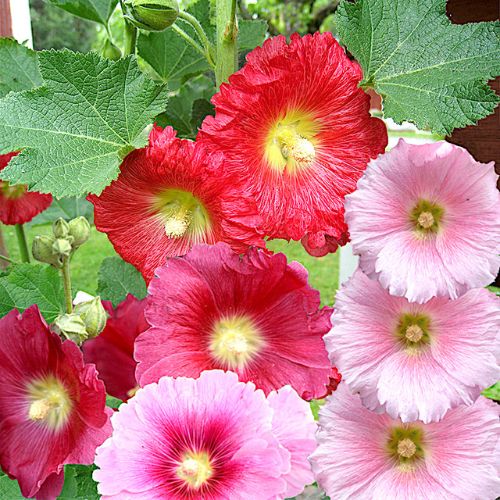How To Grow Hollyhock From Seeds