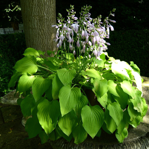 How To Grow Hosta Plant From Seeds