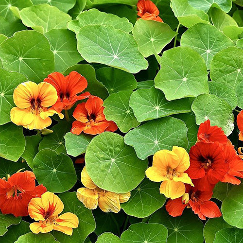 How To Grow Nasturtium From Seeds - Tropaeolum majus