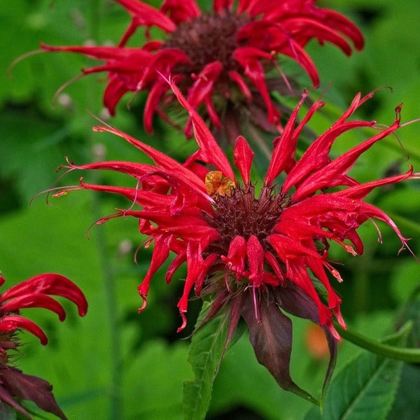 How To Grow Bee Balm Monarda Didyma Jacob Cline From Seeds