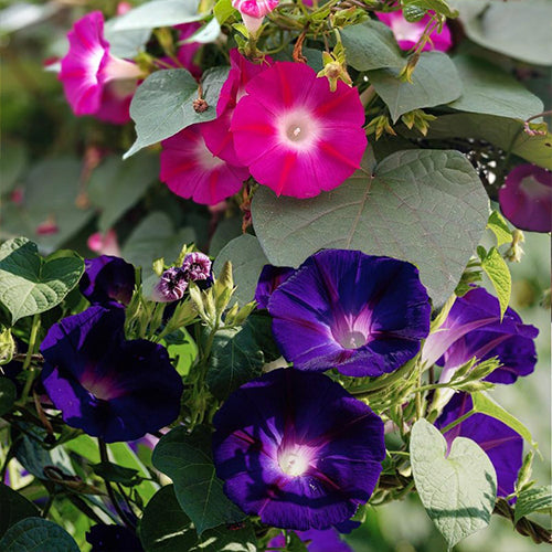 How To Grow Morning Glory From Seeds