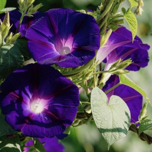 How To Grow Morning Glory From Seeds