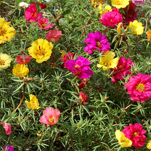 How To Grow Portulaca From Seeds - Moss Rose