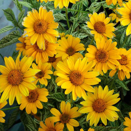 How To Grow Ox Eye Sunflower From Seeds