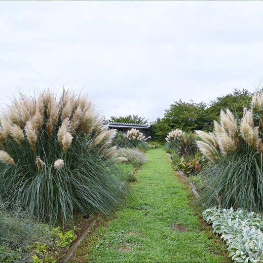 How To Grow Pampas From Seed