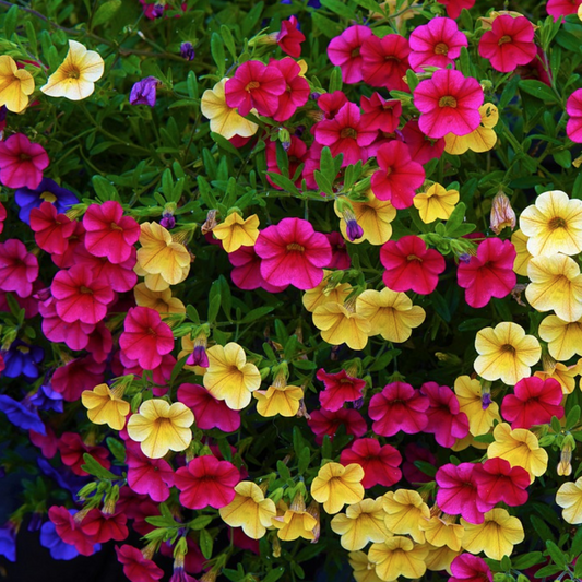 How To Grow Petunia From Seed