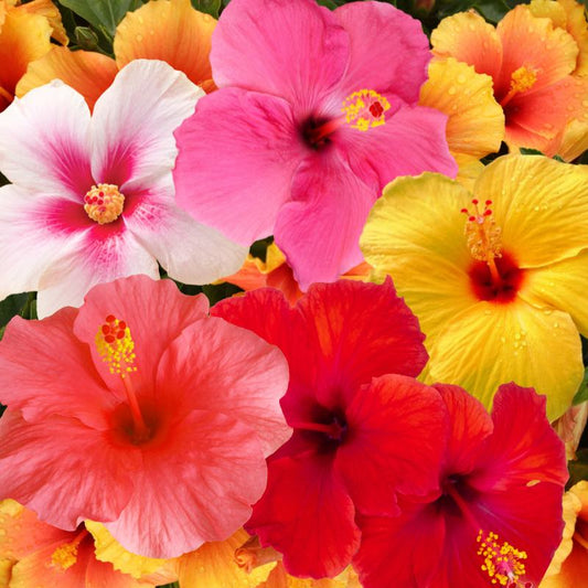 How To Grow Hibiscus From Seeds