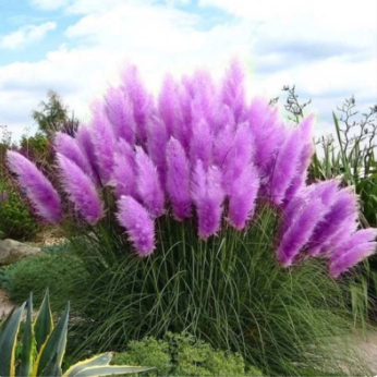 How To Grow Pampas From Seed