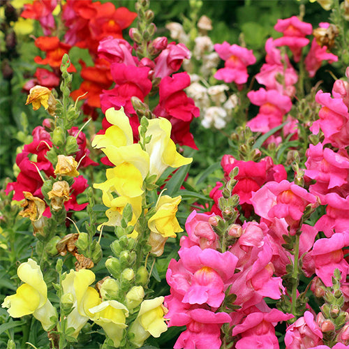 How To Grow Snapdragon From Seeds