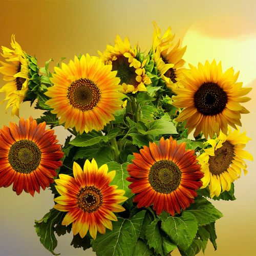 How To Grow Sunflowers From Seeds