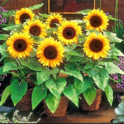 How To Grow Sunflowers From Seeds