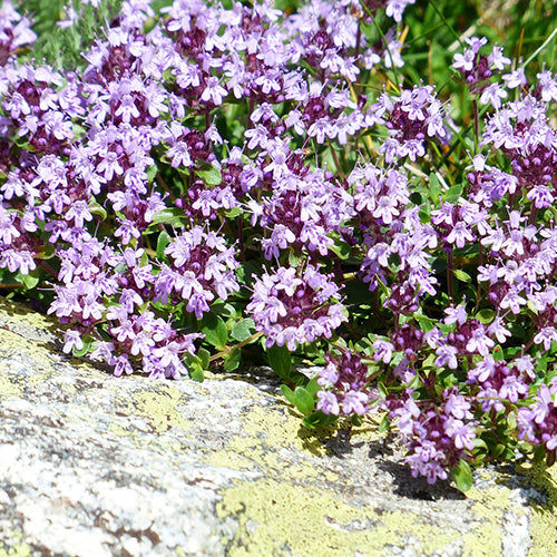 How To Grow Creeping Thyme Magic Carpet From Seeds